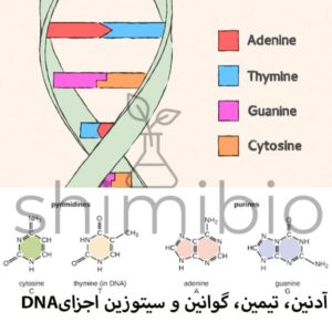 آدنین جزئی از ساختار DNA